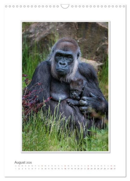 Produktbild: Emotionale Momente: Aus dem Leben der Familie Gorilla. (Wandkalender 2026 DIN A3 hoch), CALVENDO Monatskalender