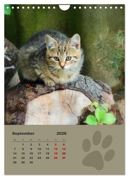 Produktbild: Wilde T&auml;tzchen, kleine wilde Katzen entdecken die Welt (Wandkalender 2026 DIN A4 hoch), CALVENDO Monatskalender
