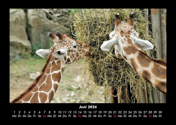 Produktbild: Giraffen 2026 Fotokalender DIN A3