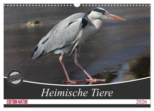 Produktbild: Heimische Tiere (Wandkalender 2026 DIN A3 quer), CALVENDO Monatskalender