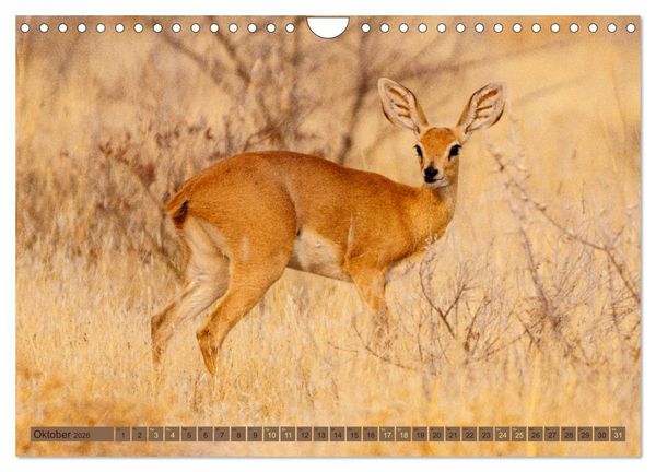 Produktbild: Wildlife Namibia - Etosha und Kalahari (Wandkalender 2026 DIN A4 quer), CALVENDO Monatskalender