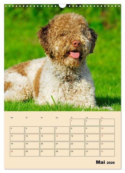 Produktbild: Jahresplaner Lagotto Romagnolo (Wandkalender 2026 DIN A3 hoch), CALVENDO Monatskalender