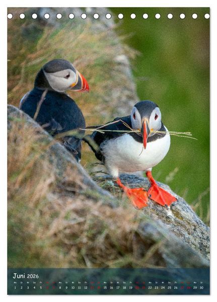 Produktbild: Naturerlebnis Puffin (Tischkalender 2026 DIN A5 hoch), CALVENDO Monatskalender