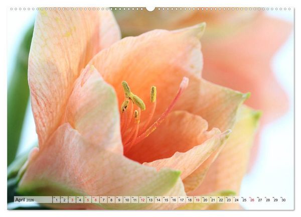 Produktbild: Amaryllis-Bl&uuml;ten (hochwertiger Premium Wandkalender 2026 DIN A2 quer), Kunstdruck in Hochglanz