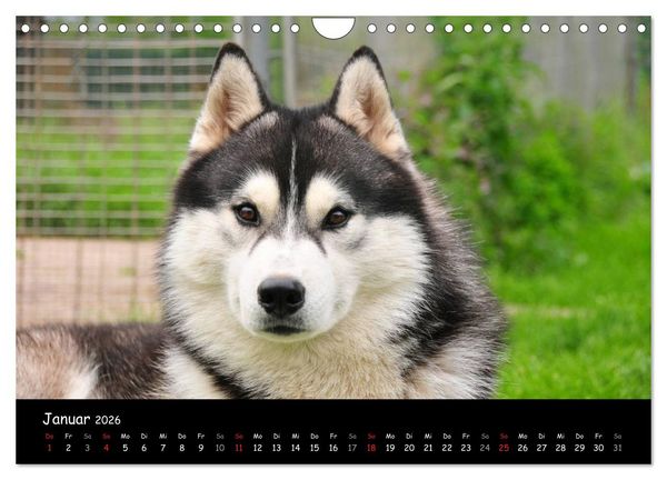 Produktbild: Huskys - Traumhunde (Wandkalender 2026 DIN A4 quer), CALVENDO Monatskalender