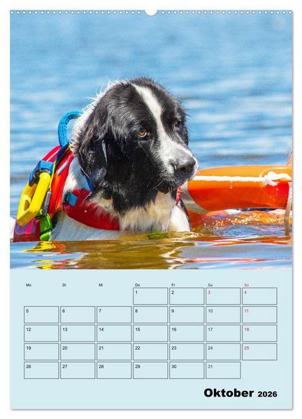Produktbild: Familienplaner Landseer - Freund und Retter (hochwertiger Premium Wandkalender 2026 DIN A2 hoch), Kunstdruck in Hochglanz