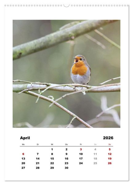 Produktbild: Rotkehlchen, s&uuml;&szlig;e kleine Knutschkugeln (Wandkalender 2026 DIN A2 hoch), CALVENDO Monatskalender