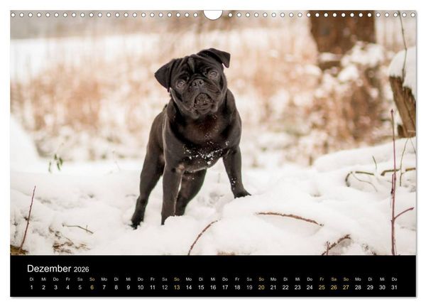 Produktbild: Diesel, der schwarze Mops (Wandkalender 2026 DIN A3 quer), CALVENDO Monatskalender