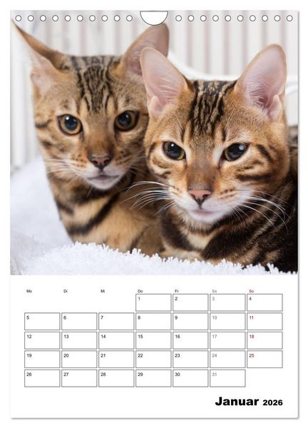 Produktbild: Bengalen - verschmust und abenteuerlustig (Wandkalender 2026 DIN A4 hoch), CALVENDO Monatskalender
