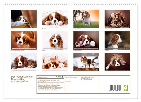 Produktbild: Der Welpenkalender - Cavalier King Charles Spaniel (hochwertiger Premium Wandkalender 2026 DIN A2 quer), Kunstdruck in Hochglanz