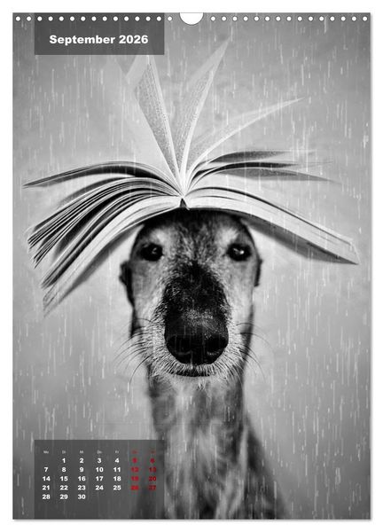 Produktbild: UNDERDOG - Windhundportraits (Wandkalender 2026 DIN A3 hoch), CALVENDO Monatskalender