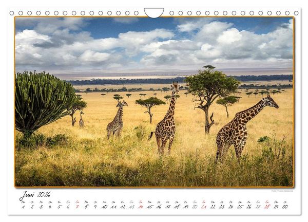 Produktbild: Abenteuer Masai Mara (Wandkalender 2026 DIN A4 quer), CALVENDO Monatskalender