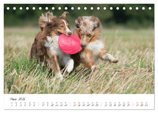 Produktbild: Wunderbare Australian Shepherds (Tischkalender 2026 DIN A5 quer), CALVENDO Monatskalender