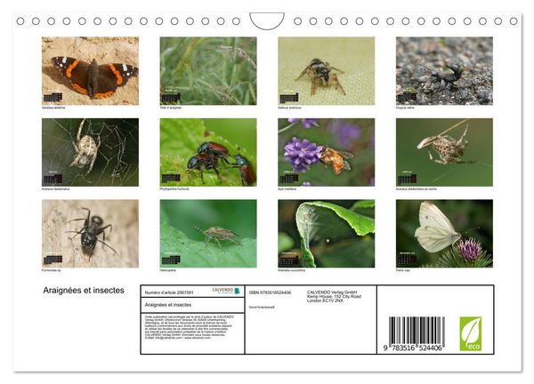 Produktbild: Araign&eacute;es et insectes (Calendrier mural 2026 DIN A4 vertical), CALVENDO calendrier mensuel