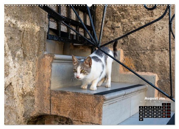 Produktbild: Katzen von Rhodos - Kleine G&ouml;tter auf vier Pfoten (hochwertiger Premium Wandkalender 2026 DIN A2 quer), Kunstdruck in Hochglanz