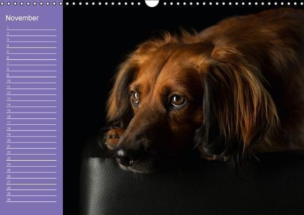 Produktbild: Bunte Pfoten / Geburtstagskalender (Wandkalender immerw&auml;hrend DIN A3 quer)