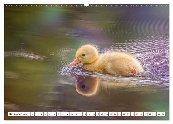 Produktbild: Flauschige Momente! Enten- und G&auml;nsek&uuml;ken im Jahreslauf (Wandkalender 2026 DIN A2 quer), CALVENDO Monatskalender