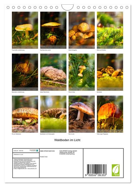 Produktbild: Waldboden im Licht (Wandkalender 2026 DIN A4 hoch), CALVENDO Monatskalender