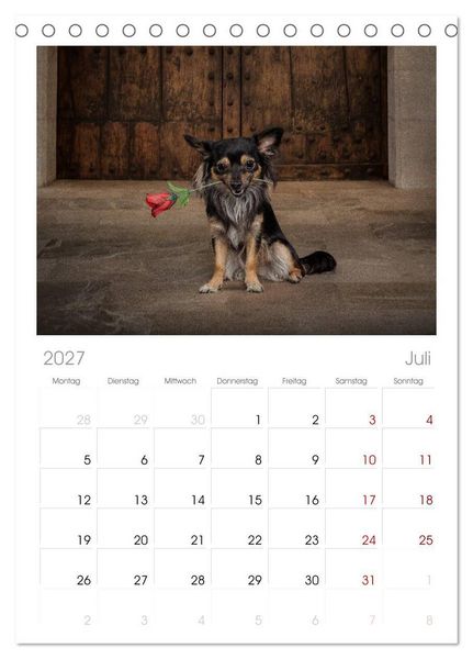 Produktbild: Tischplaner 2027 - Chihuahuas - Cool and Cute (A5 Tischkalender zum Aufstellen) CALVENDO