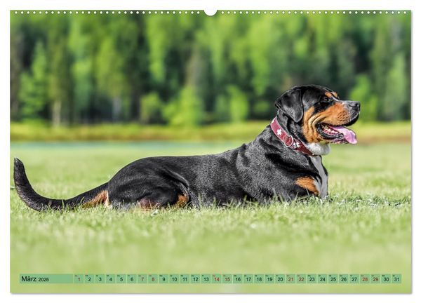 Produktbild: Gro&szlig;e Schweizer - Gigantische Sennenhunde (hochwertiger Premium Wandkalender 2026 DIN A2 quer), Kunstdruck in Hochglanz