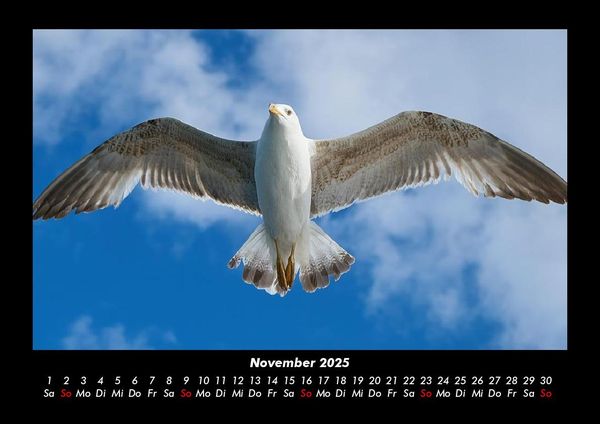 Produktbild: Welt der V&ouml;gel 2025 Fotokalender DIN A3