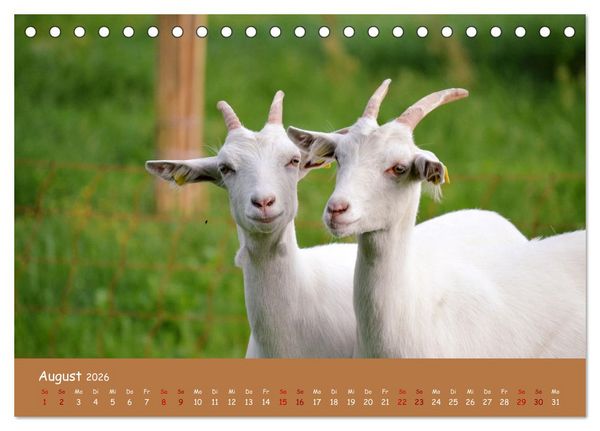 Produktbild: Wolle & H&ouml;rner (Tischkalender 2026 DIN A5 quer), CALVENDO Monatskalender