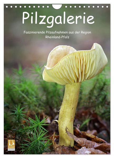 Produktbild: Pilzgalerie - Faszinierende Pilzaufnahmen aus der Region Rheinland-Pfalz (Wandkalender 2026 DIN A4 hoch), CALVENDO Monatskalender