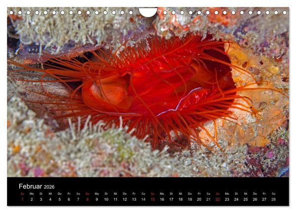 Produktbild: Faszinierendes Leben unter Wasser (Wandkalender 2026 DIN A4 quer), CALVENDO Monatskalender