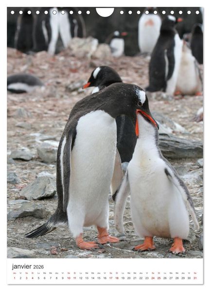 Produktbild: Antarctique des oiseaux de l&eacute;gende (Calendrier mural 2026 DIN A4 horizontal), CALVENDO calendrier mensuel