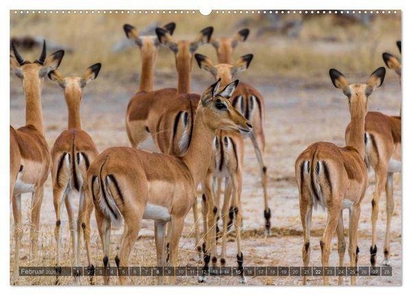 Produktbild: S&uuml;dafrika - Die Tierwelt (Wandkalender 2026 DIN A2 quer), CALVENDO Monatskalender