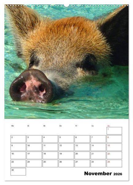 Produktbild: Schweine auf den Bahamas! (hochwertiger Premium Wandkalender 2026 DIN A2 hoch), Kunstdruck in Hochglanz