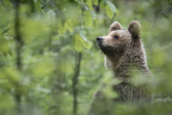 Produktbild: Ursus Brenta &mdash; Die R&uuml;ckkehr der B&auml;ren in die Alpen