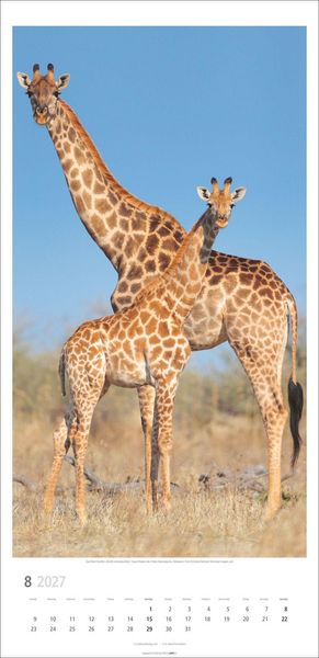 Produktbild: Giraffen Kalender 2027
