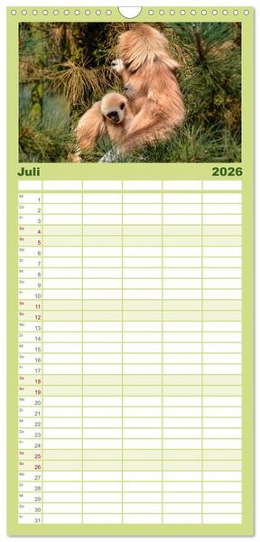 Produktbild: Familienplaner 2026 - Affen - Affenkinder mit 5 Spalten (Wandkalender, 21 x 45 cm) CALVENDO