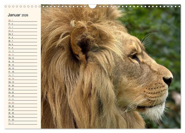 Produktbild: L&ouml;wen (Wandkalender 2026 DIN A3 quer), CALVENDO Monatskalender