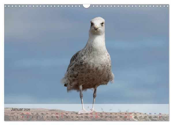 Produktbild: Insel R&uuml;gen und Hiddensee (Wandkalender 2026 DIN A3 quer), CALVENDO Monatskalender