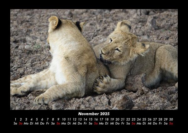 Produktbild: L&ouml;wen in der Wildnis 2025 Fotokalender DIN A3