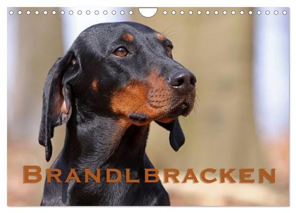 Produktbild: Brandlbracken (Wandkalender 2026 DIN A4 quer), CALVENDO Monatskalender