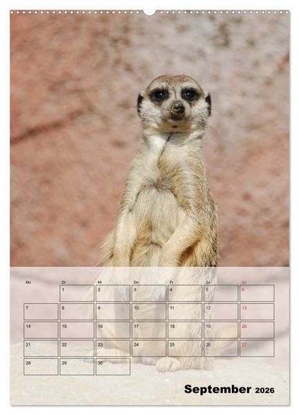 Produktbild: Erdm&auml;nnchen - Afrikas liebenswerte Zwerge (Wandkalender 2026 DIN A2 hoch), CALVENDO Monatskalender
