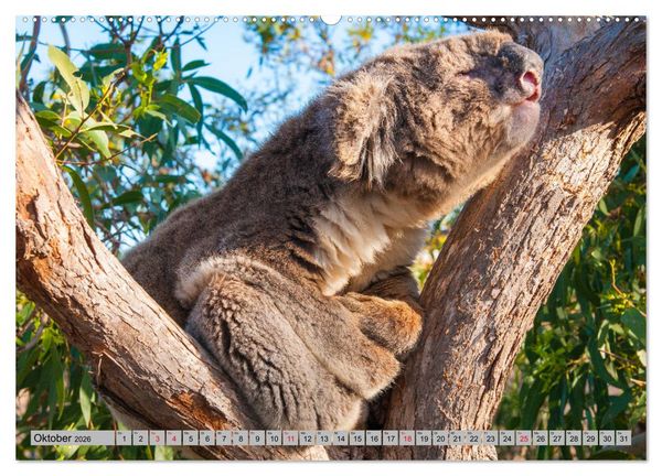 Produktbild: Australische Koalas (Wandkalender 2026 DIN A2 quer), CALVENDO Monatskalender