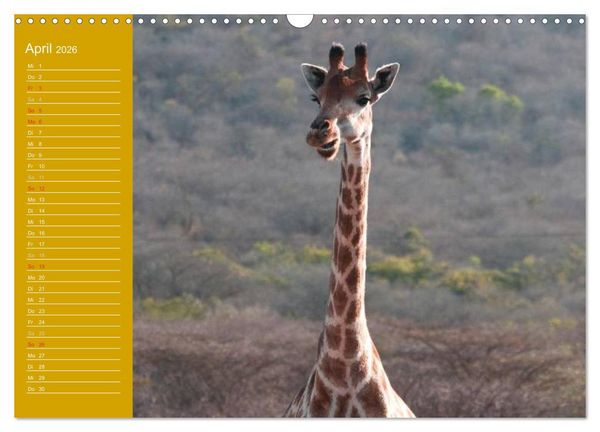 Produktbild: Giraffen / Geburtstagskalender (Wandkalender 2026 DIN A3 quer), CALVENDO Monatskalender
