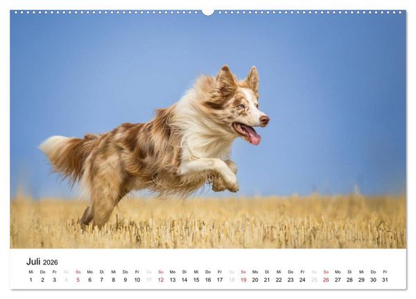 Produktbild: Border Collies 2026 (hochwertiger Premium Wandkalender 2026 DIN A2 quer), Kunstdruck in Hochglanz