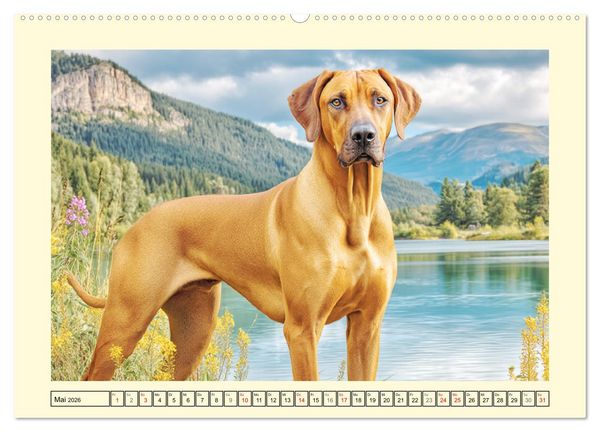 Produktbild: Rhodesian Ridgeback. Kraft und Sanftmut in vollkommener Balance (hochwertiger Premium Wandkalender 2026 DIN A2 quer), Kunstdruck in Hochglanz