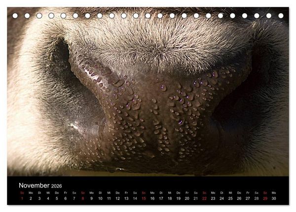 Produktbild: K&uuml;he 2026 (Tischkalender 2026 DIN A5 quer), CALVENDO Monatskalender