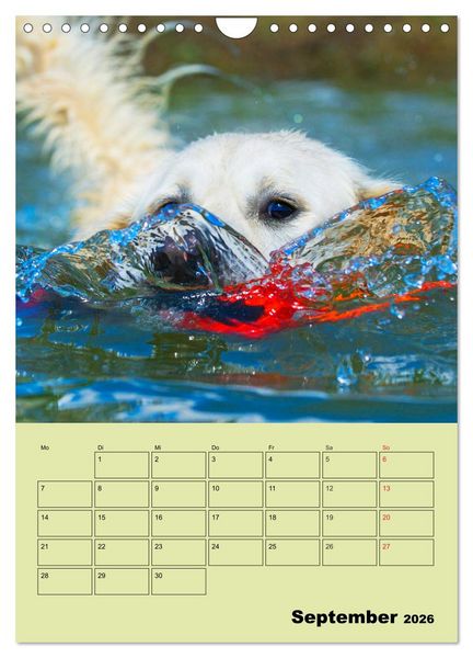 Produktbild: Jahresplaner Golden Retriever (Wandkalender 2026 DIN A4 hoch), CALVENDO Monatskalender