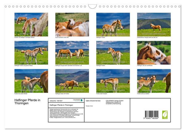 Produktbild: Haflinger Pferde in Th&uuml;ringen (Wandkalender 2026 DIN A3 quer), CALVENDO Monatskalender