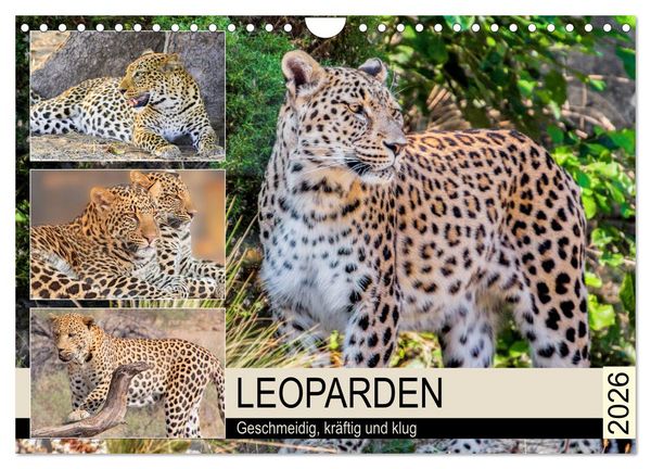 Produktbild: Leoparden. Geschmeidig, kr&auml;ftig und klug (Wandkalender 2026 DIN A4 quer), CALVENDO Monatskalender