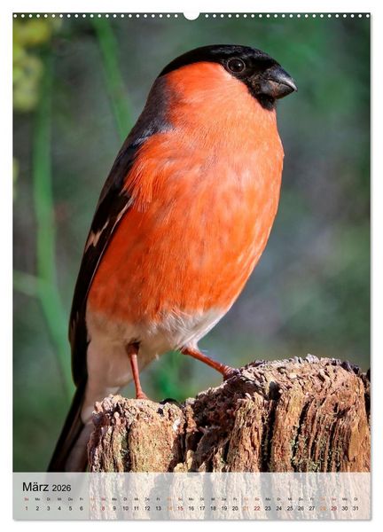 Produktbild: V&ouml;gel - gefiederte Freunde in unserer Natur (Wandkalender 2026 DIN A2 hoch), CALVENDO Monatskalender