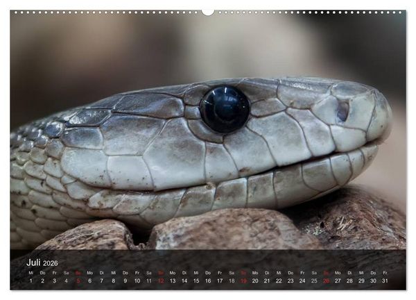 Produktbild: Giftschlangen (hochwertiger Premium Wandkalender 2026 DIN A2 quer), Kunstdruck in Hochglanz