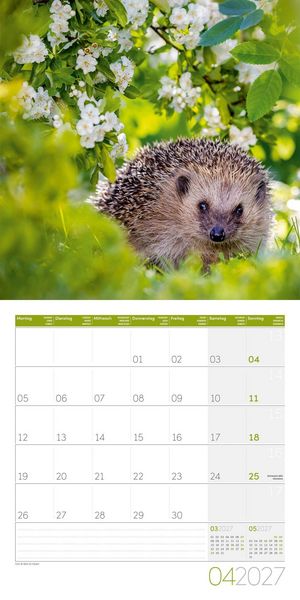 Produktbild: Igel Kalender 2027 - 30x30 - Art12